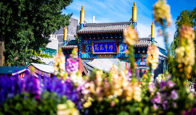 荷花市场.jpg